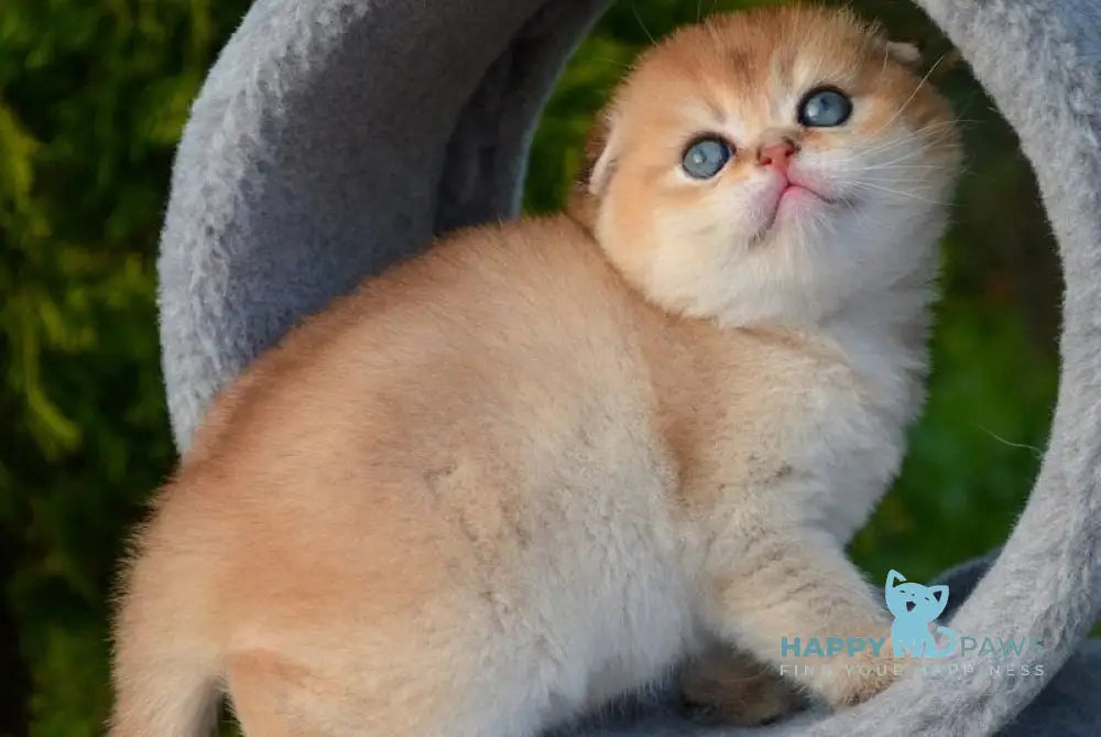Garfild Scottish Fold male black golden shaded - live animals