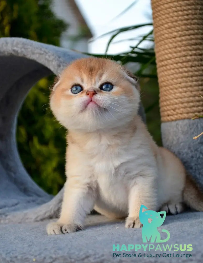 Garfild Scottish Fold male black golden shaded - live animals