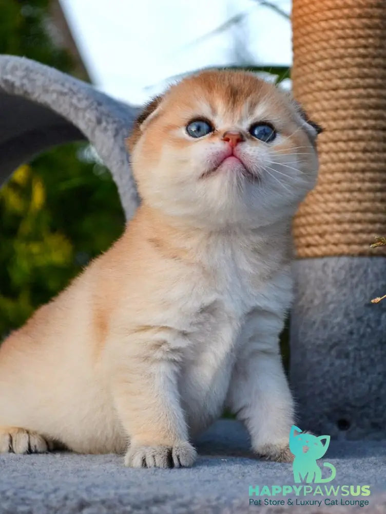 Garfild Scottish Fold male black golden shaded - live animals
