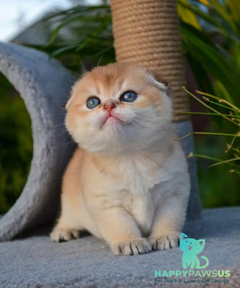 Garfild Scottish Fold male black golden shaded - live animals