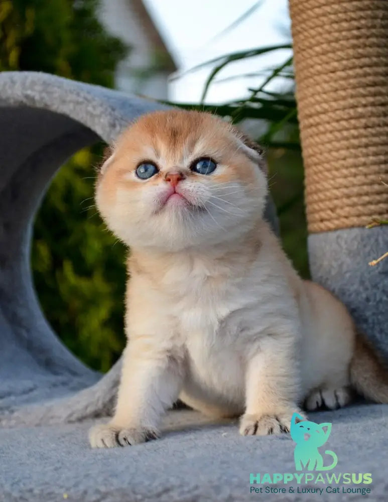 Garfild Scottish Fold male black golden shaded - live animals
