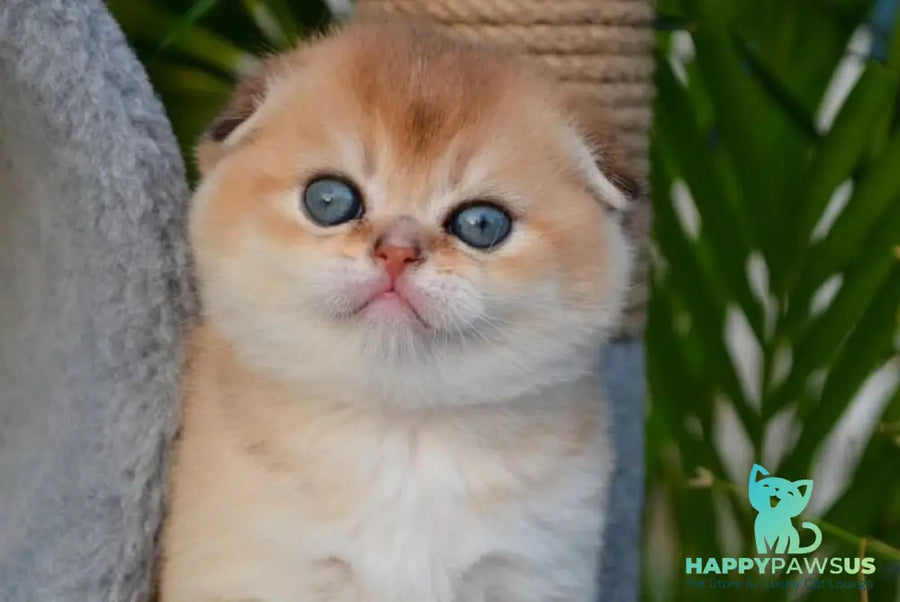 Garfild Scottish Fold male black golden shaded - live animals