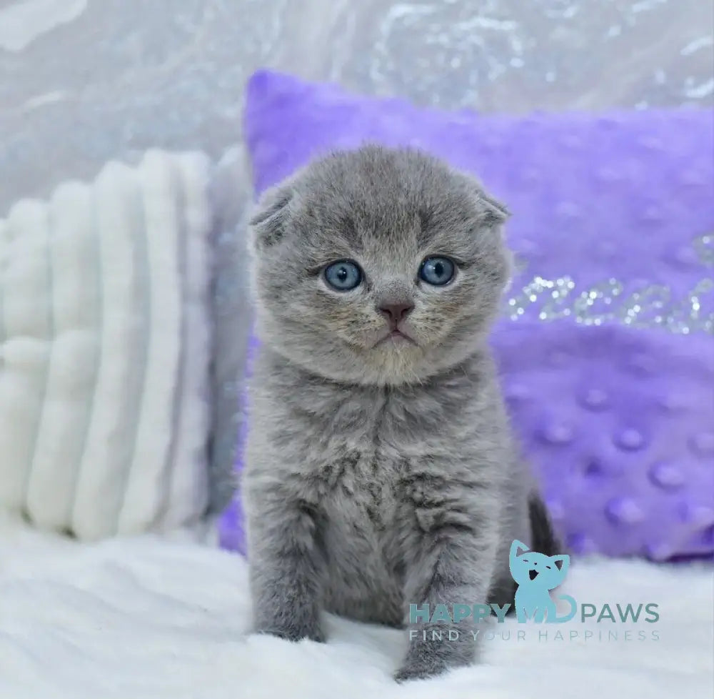 Garfild Scottish Fold male blue live animals