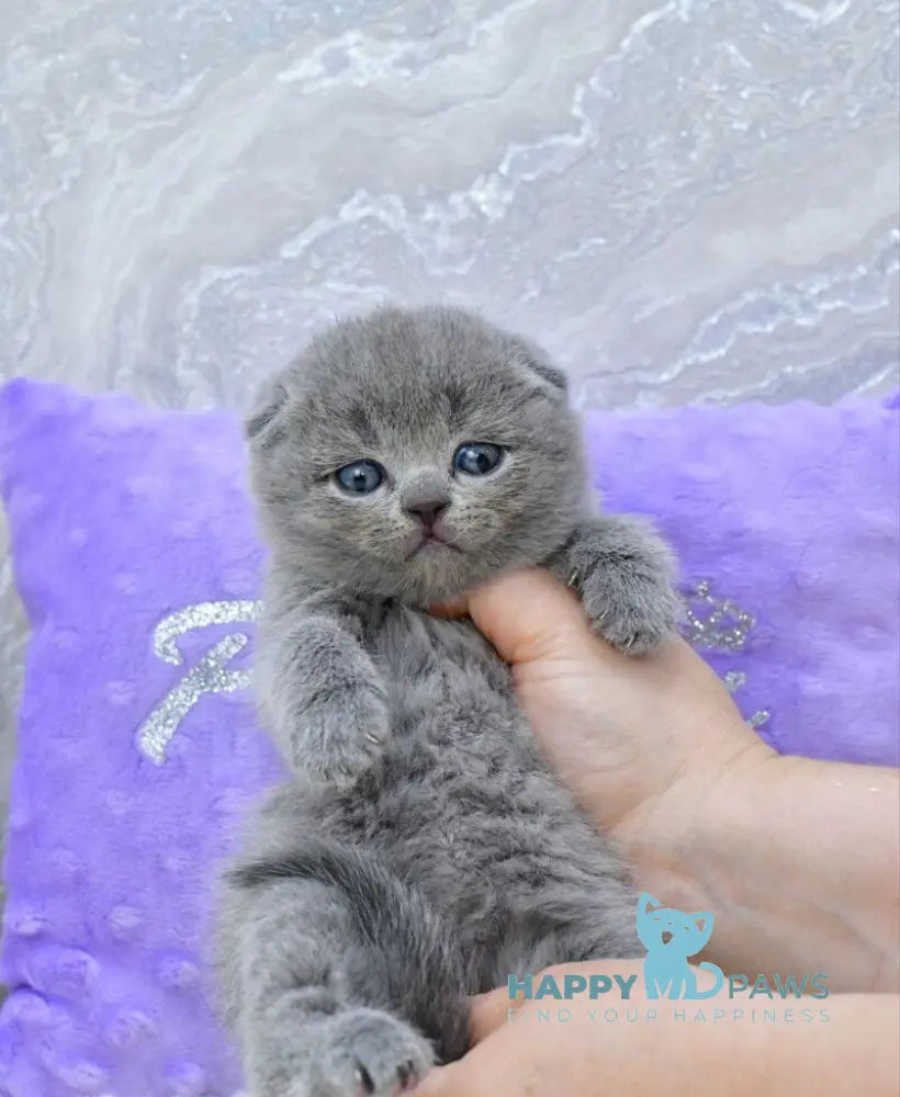 Garfild Scottish Fold male blue live animals
