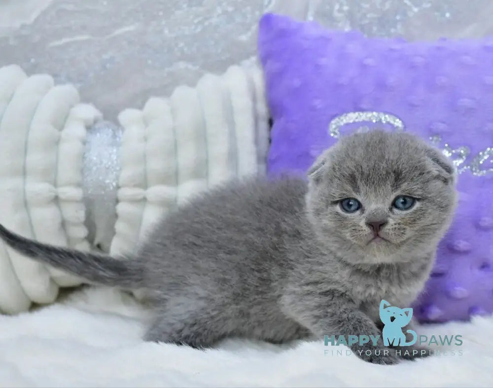 Garfild Scottish Fold male blue live animals
