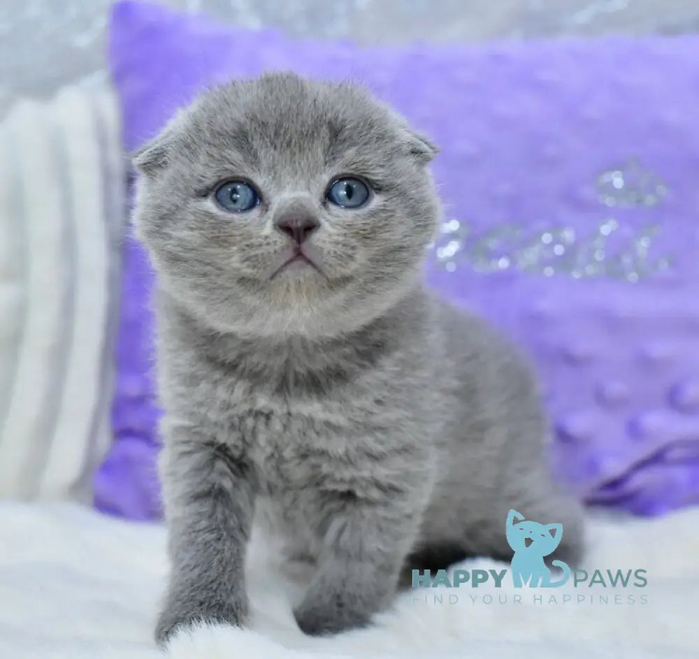 Garfild Scottish Fold male blue live animals