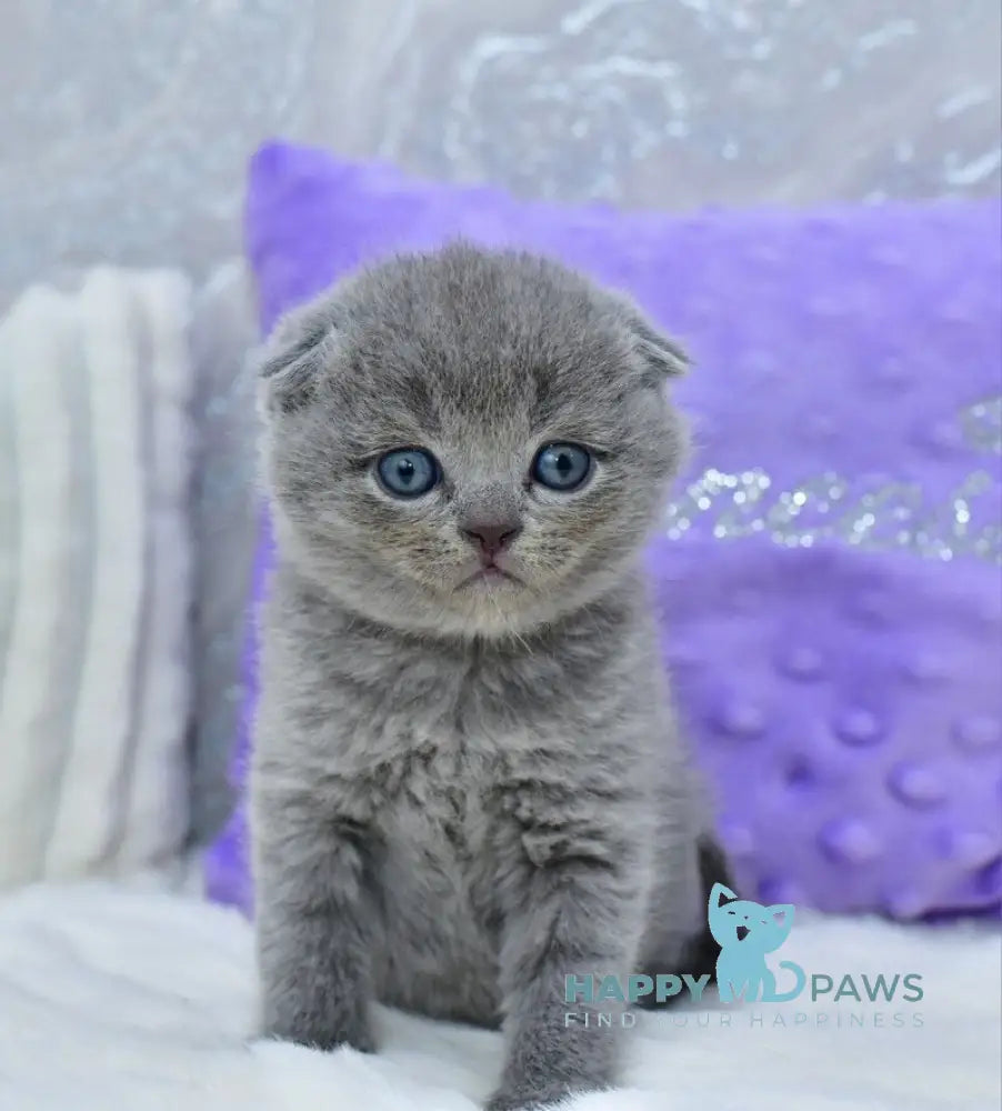 Garfild Scottish Fold male blue live animals