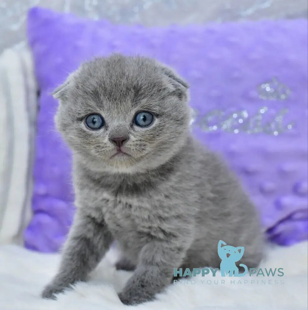 Garfild Scottish Fold male blue live animals