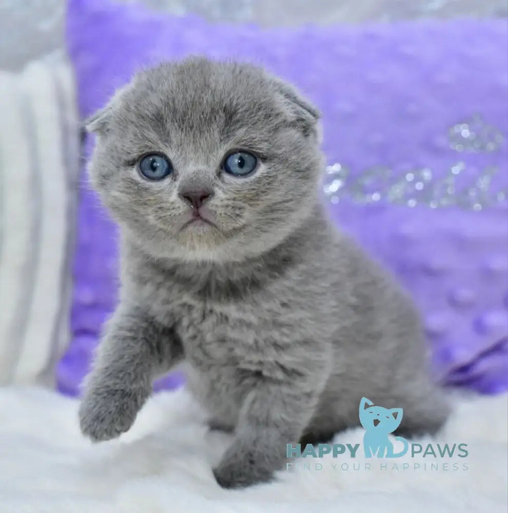 Garfild Scottish Fold male blue live animals