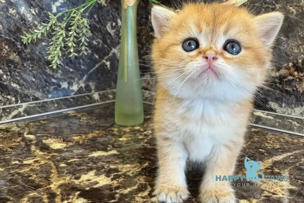 Garfild Scottish Straight male black golden shaded live animals