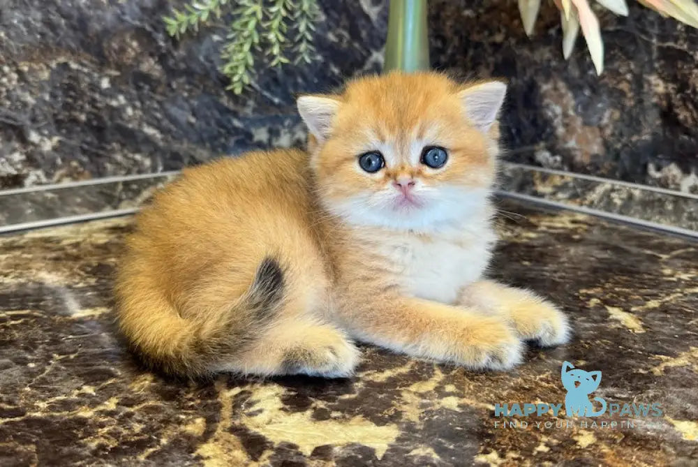 Garfild Scottish Straight male black golden shaded live animals