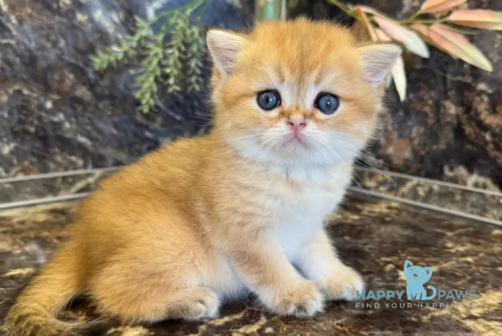 Garfild Scottish Straight male black golden shaded live animals