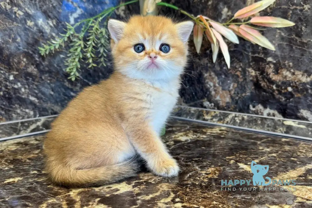 Garfild Scottish Straight male black golden shaded live animals