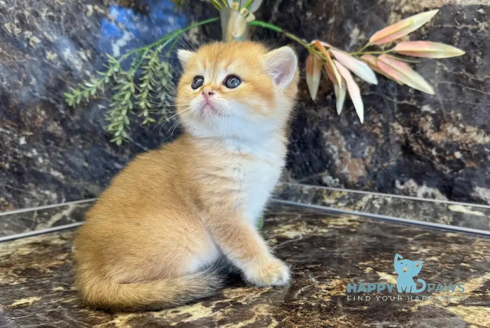 Garfild Scottish Straight male black golden shaded live animals