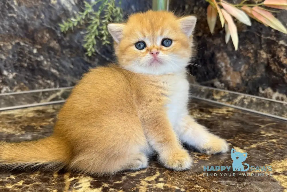 Garfild Scottish Straight male black golden shaded live animals