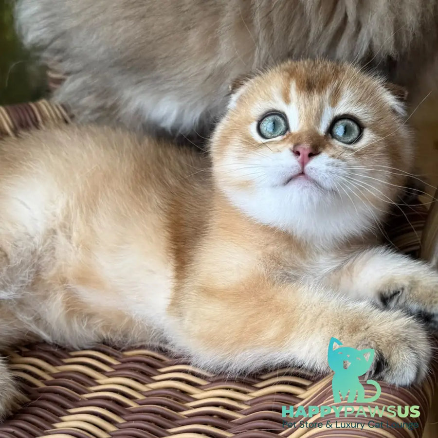 Gari Scottish Fold male black golden shaded - live animals