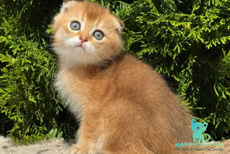 Gari Scottish Fold male black golden shaded - live animals