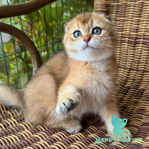 Gari Scottish Fold male black golden shaded - live animals