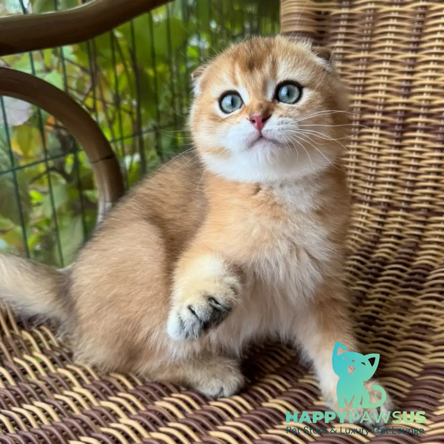 Gari Scottish Fold male black golden shaded - live animals