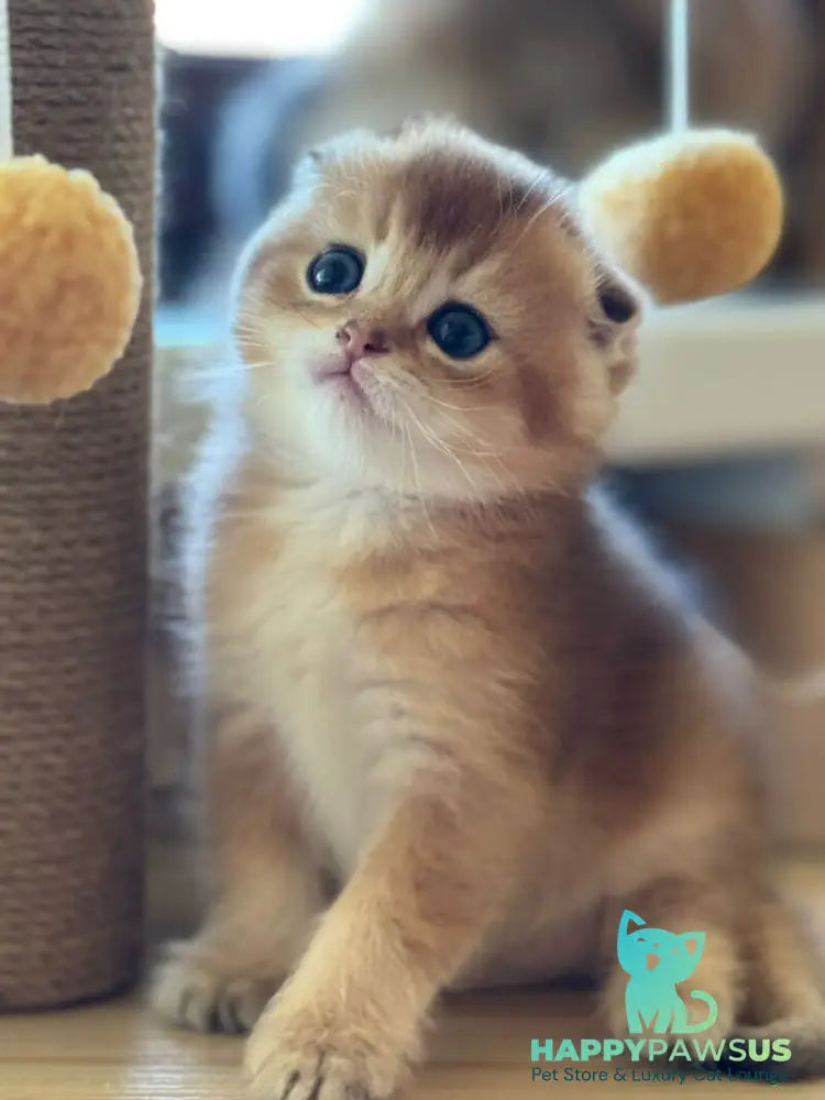 Gari Scottish Fold male black golden shaded - live animals