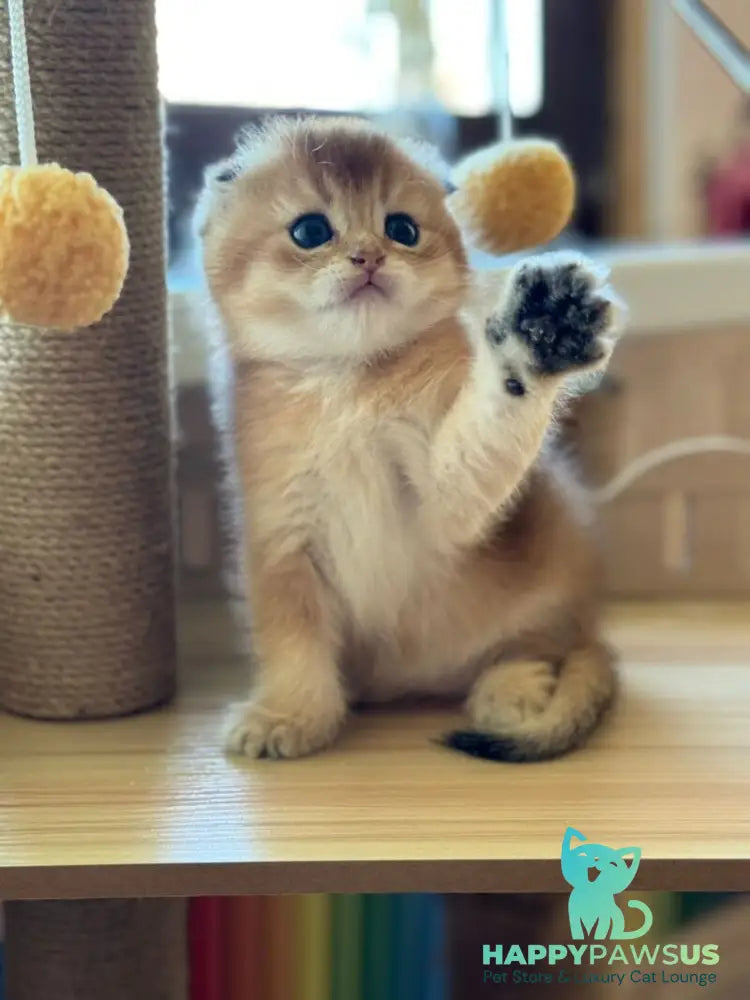 Gari Scottish Fold male black golden shaded - live animals