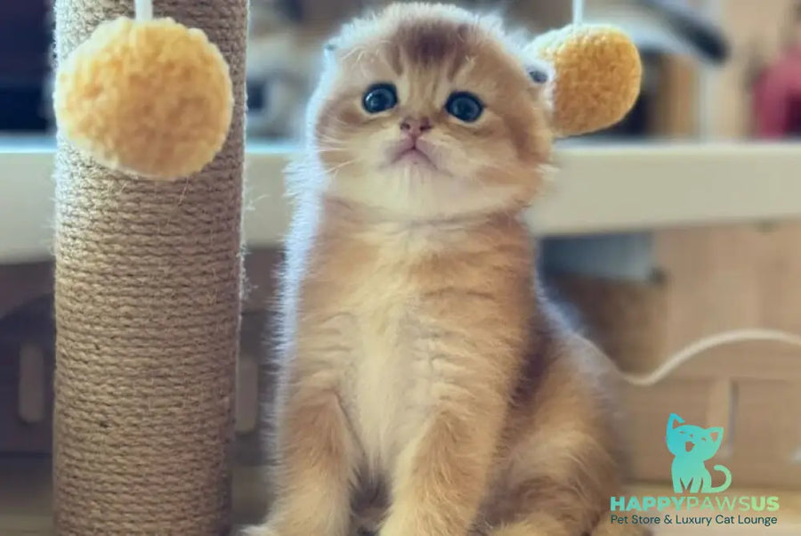Gari Scottish Fold male black golden shaded - live animals