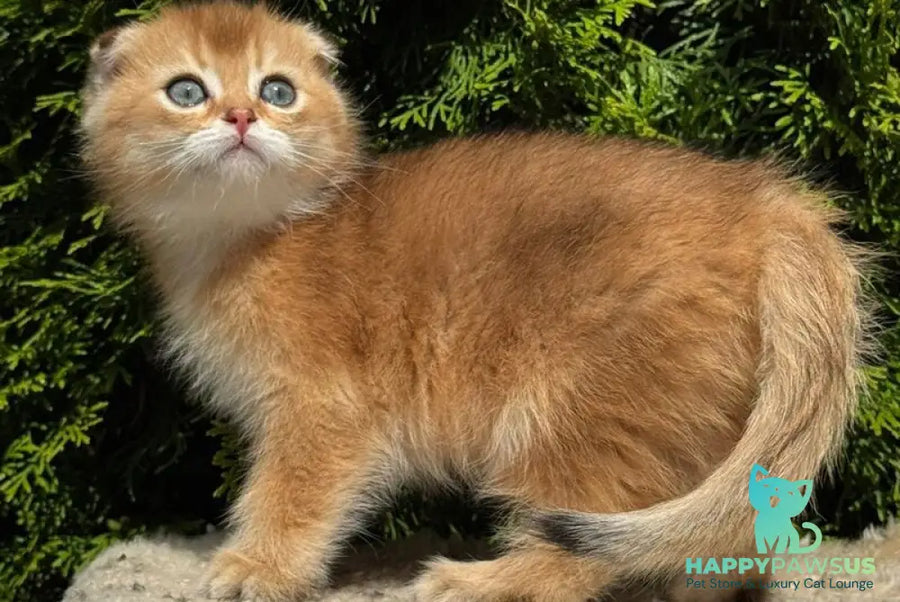 Gari Scottish Fold male black golden shaded - live animals