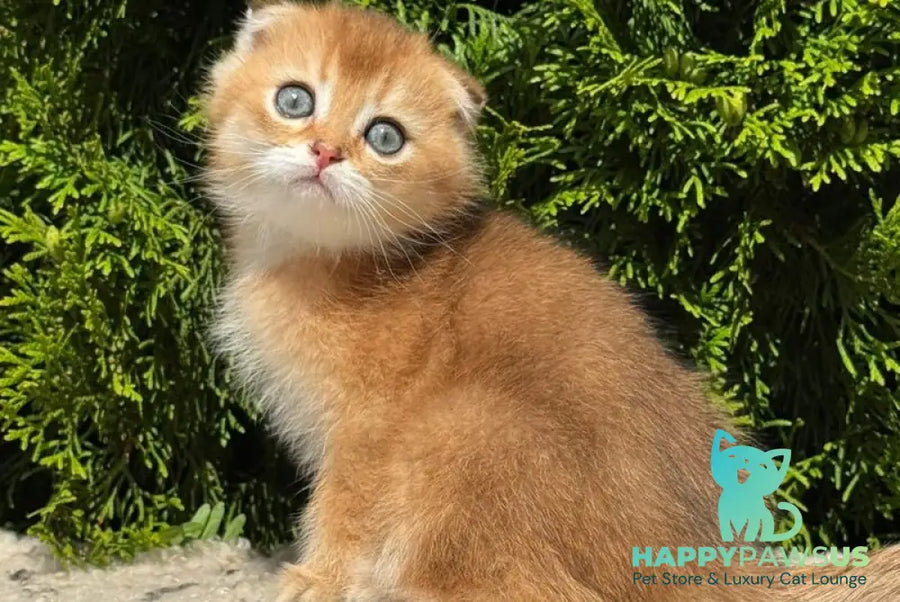 Gari Scottish Fold male black golden shaded - live animals