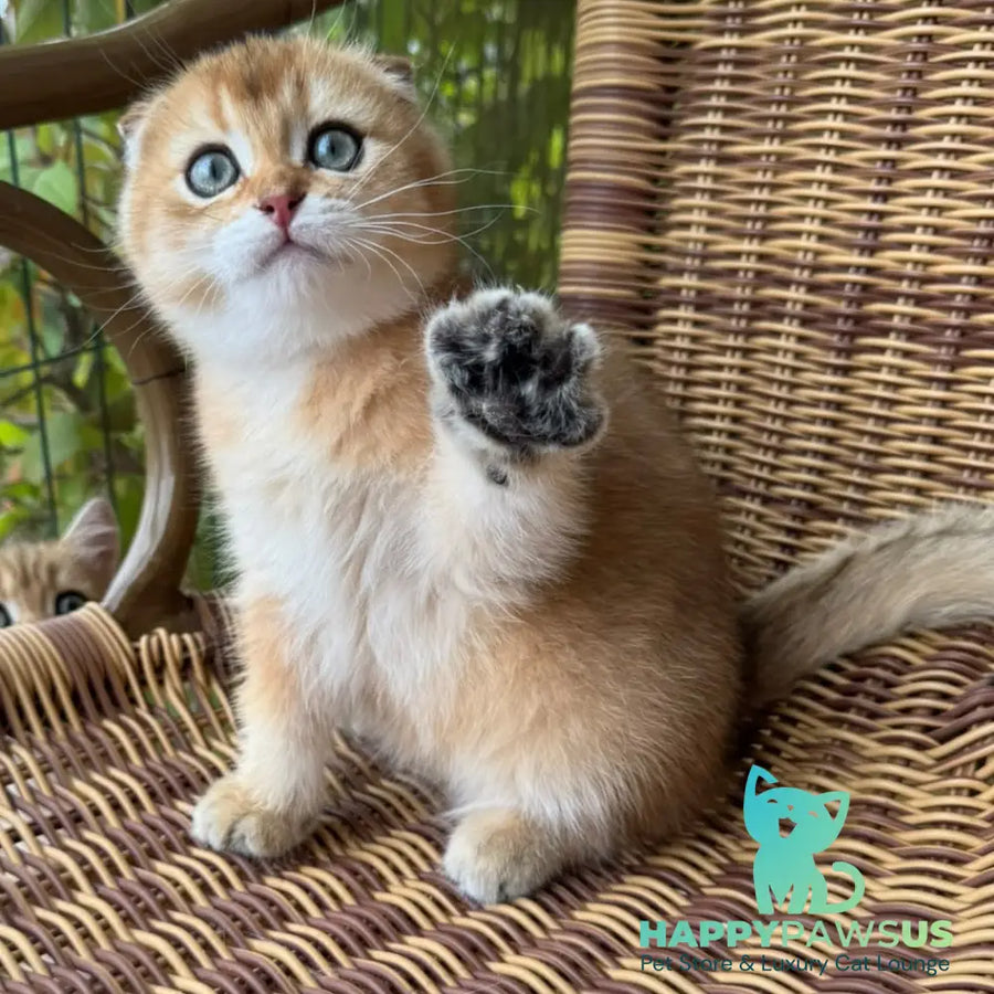 Gari Scottish Fold male black golden shaded - live animals