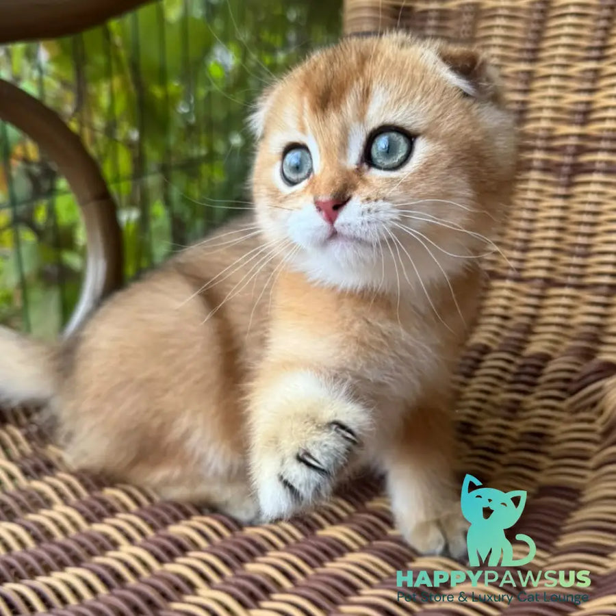 Gari Scottish Fold male black golden shaded - live animals