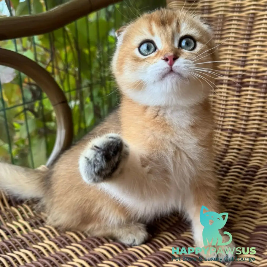 Gari Scottish Fold male black golden shaded - live animals
