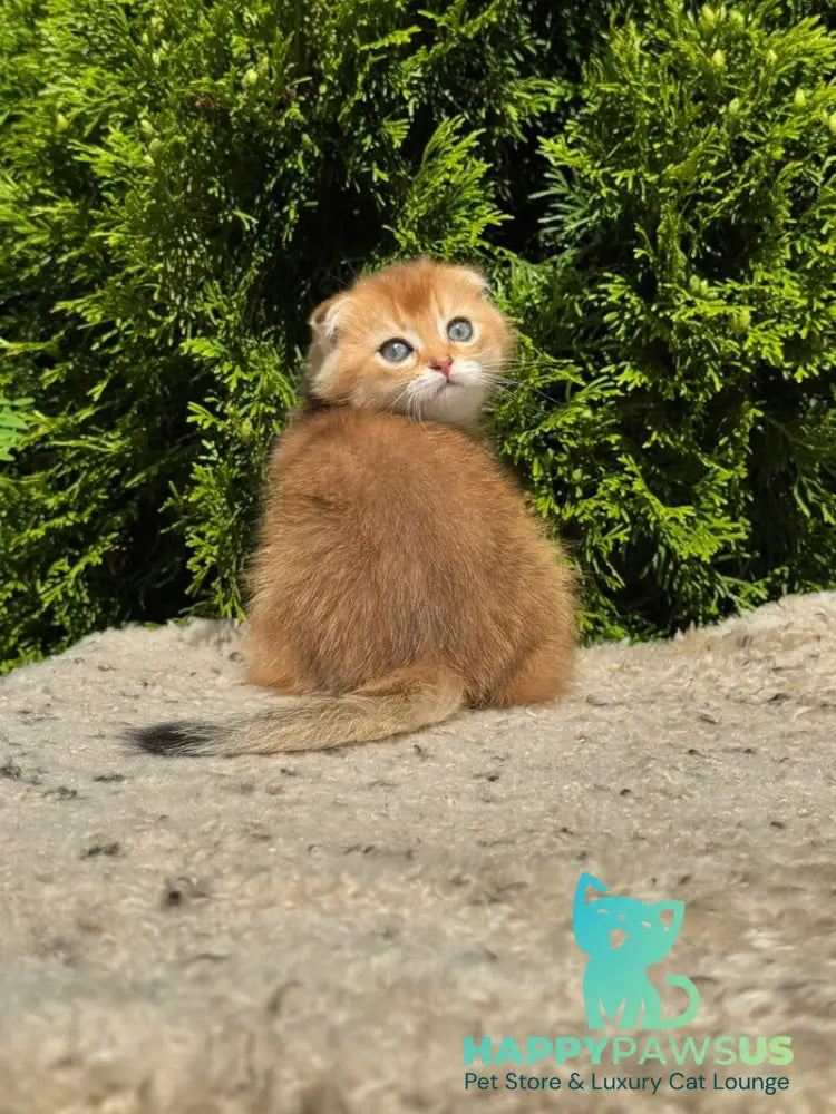Gari Scottish Fold male black golden shaded - live animals