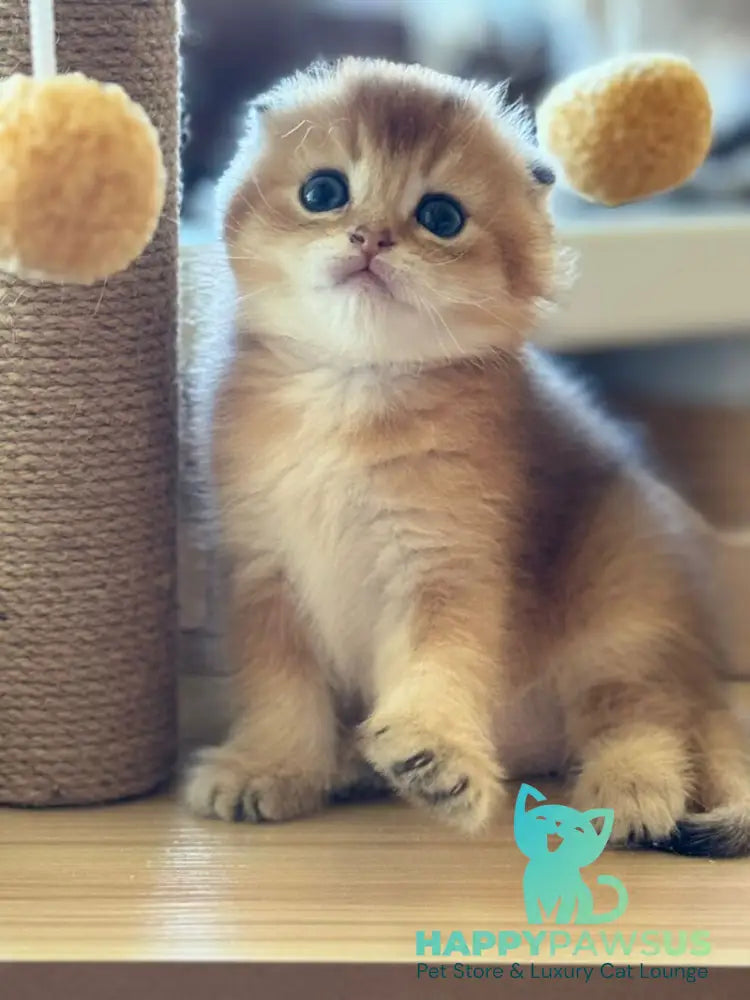 Gari Scottish Fold male black golden shaded - live animals