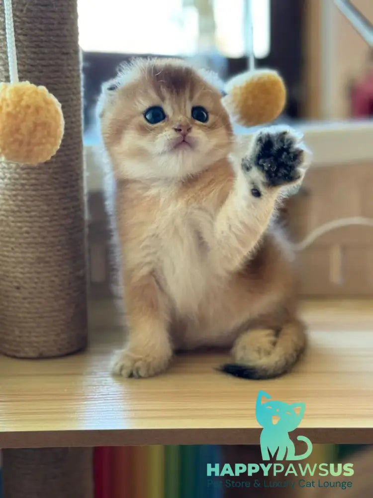Gari Scottish Fold male black golden shaded - live animals