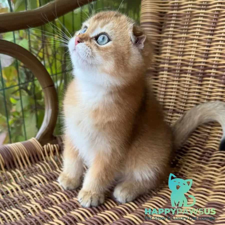 Gari Scottish Fold male black golden shaded - live animals