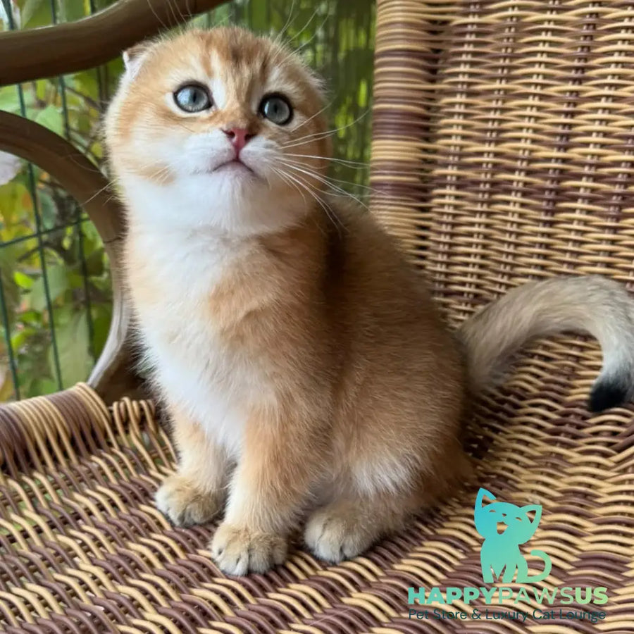 Gari Scottish Fold male black golden shaded - live animals