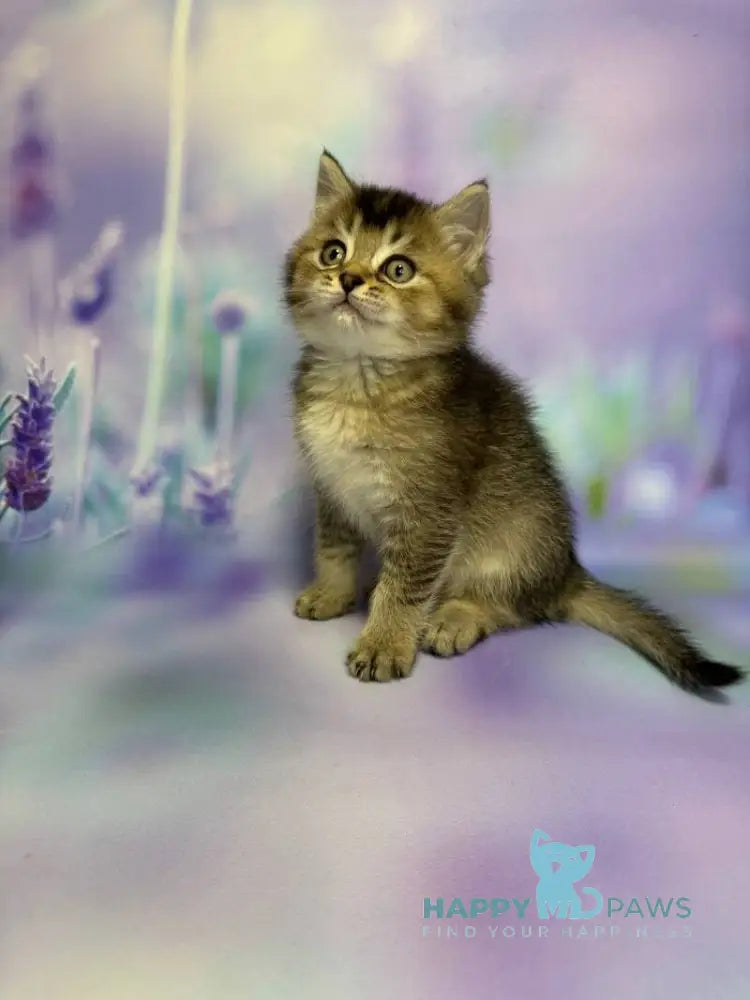 Garik Scottish Straight male black ticked tabby live animals