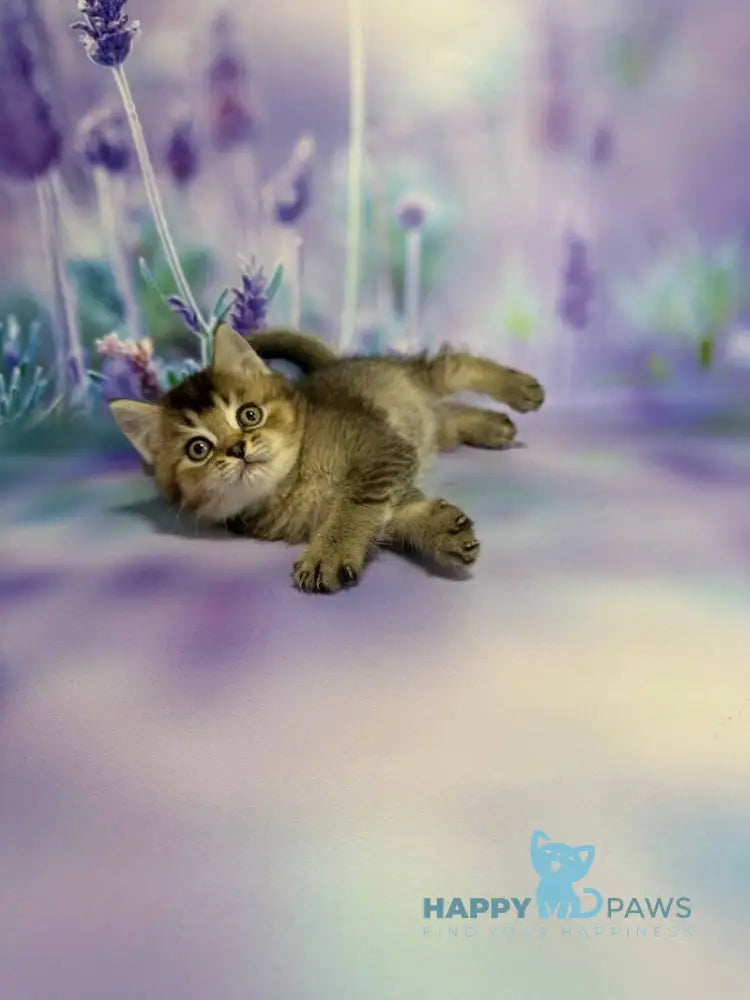 Garik Scottish Straight male black ticked tabby live animals