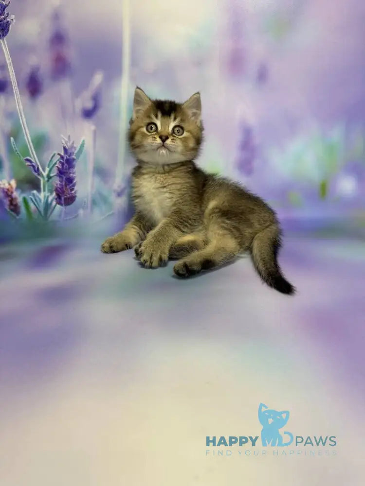 Garik Scottish Straight male black ticked tabby live animals