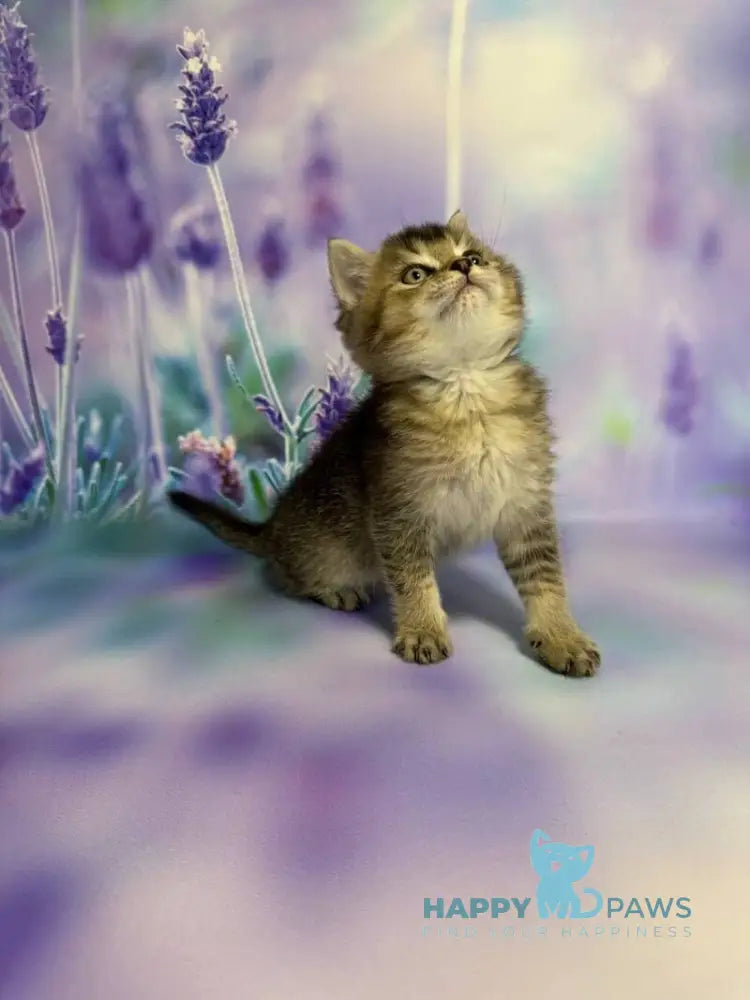 Garik Scottish Straight male black ticked tabby live animals