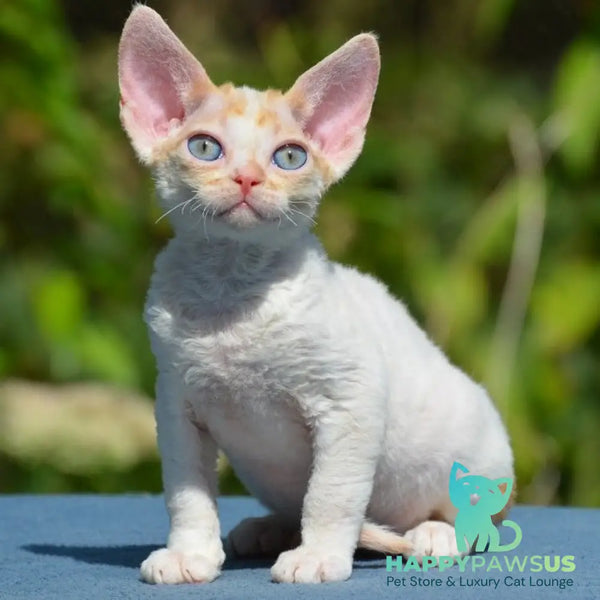 Garold Devon Rex male red tabby harlequin - live animals