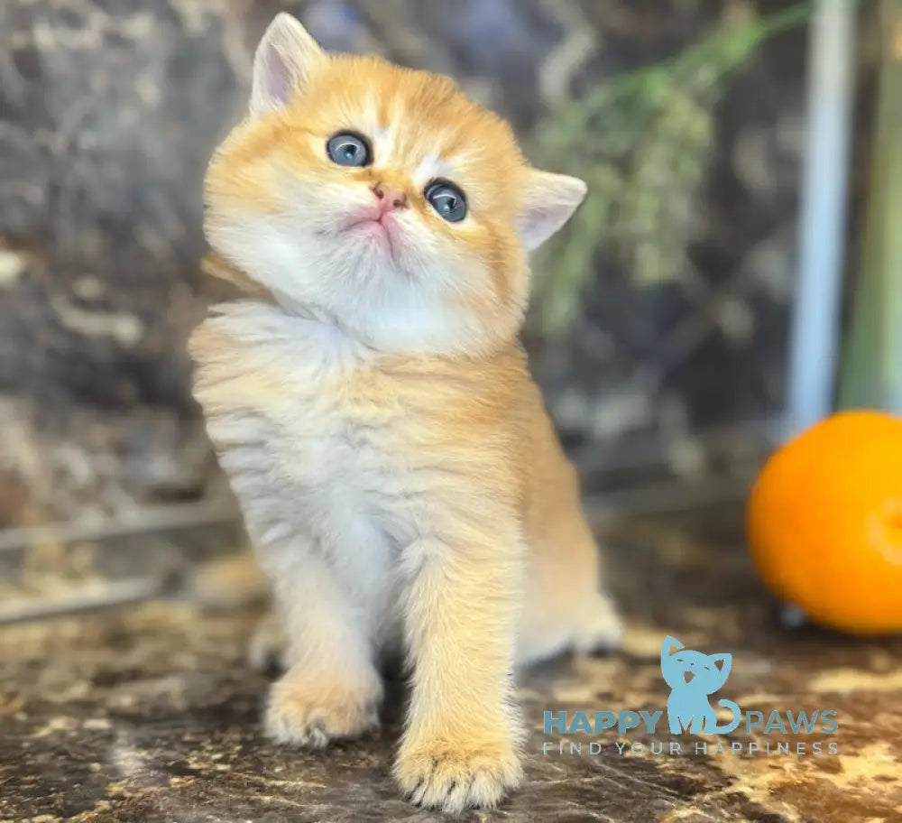 Garold Scottish Straight male black golden shaded live animals