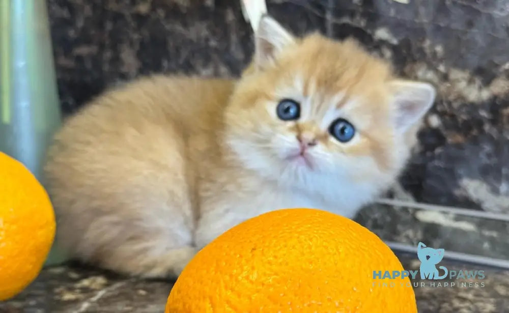 Garold Scottish Straight male black golden shaded live animals