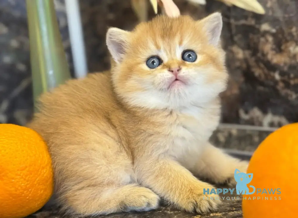 Garold Scottish Straight male black golden shaded live animals