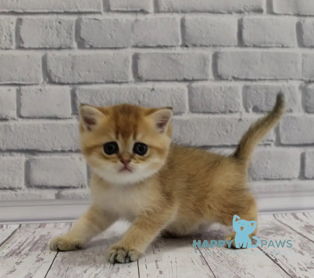 Garold Scottish Straight male black golden ticked tabby live animals