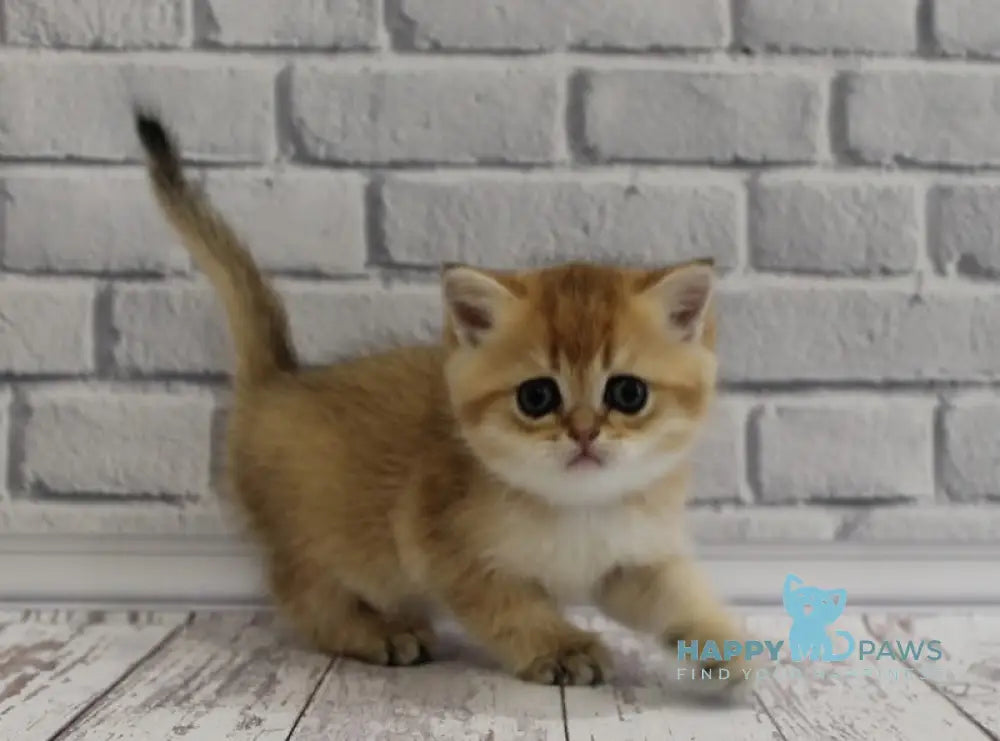 Garold Scottish Straight male black golden ticked tabby live animals