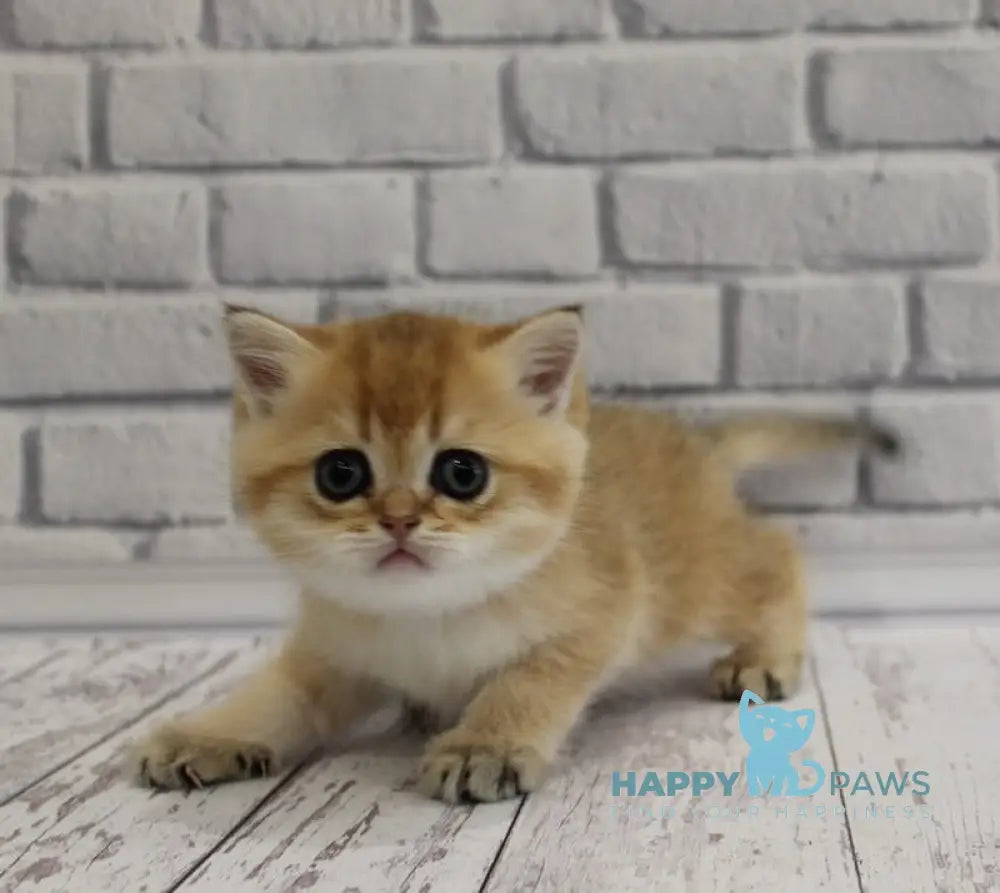 Garold Scottish Straight male black golden ticked tabby live animals