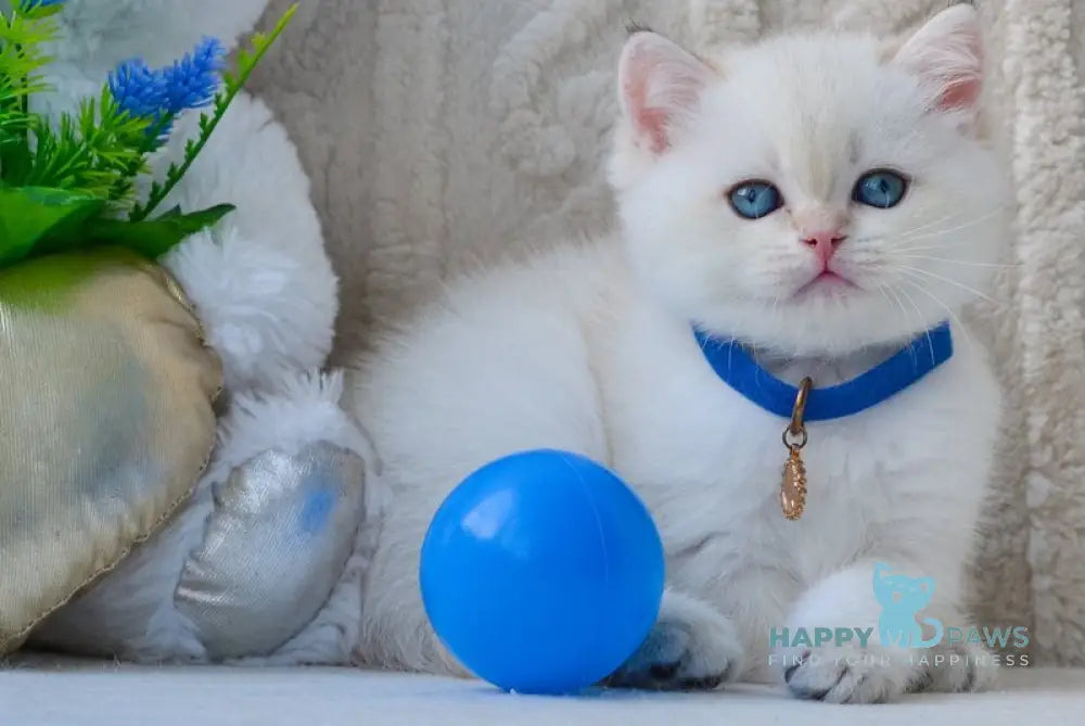 Garrie British Shorthair male black golden shaded pointed live animals