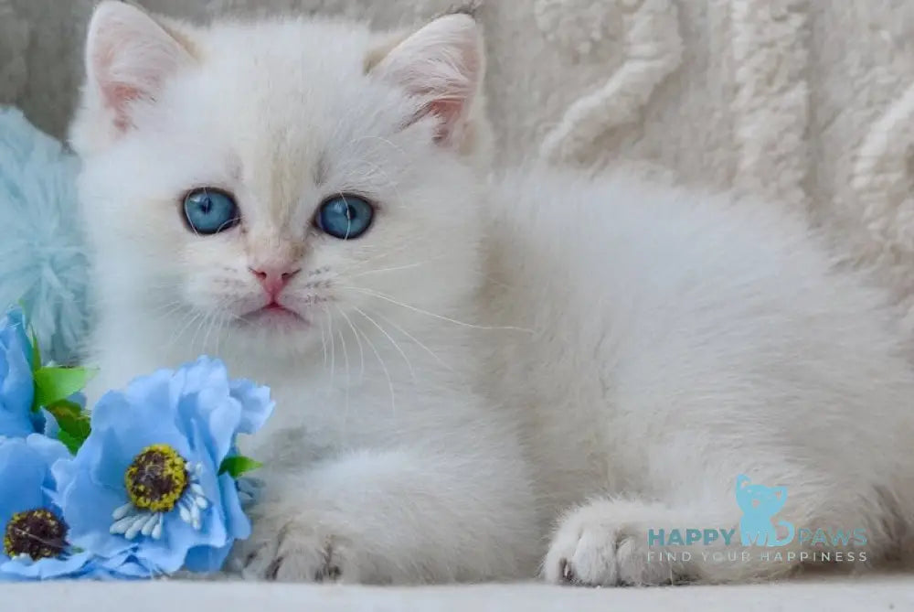 Garrie British Shorthair male black golden shaded pointed live animals