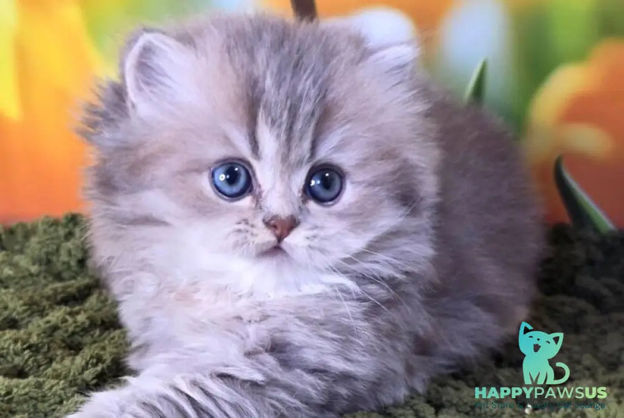 Garry British Longhair male blue golden shaded - live animals